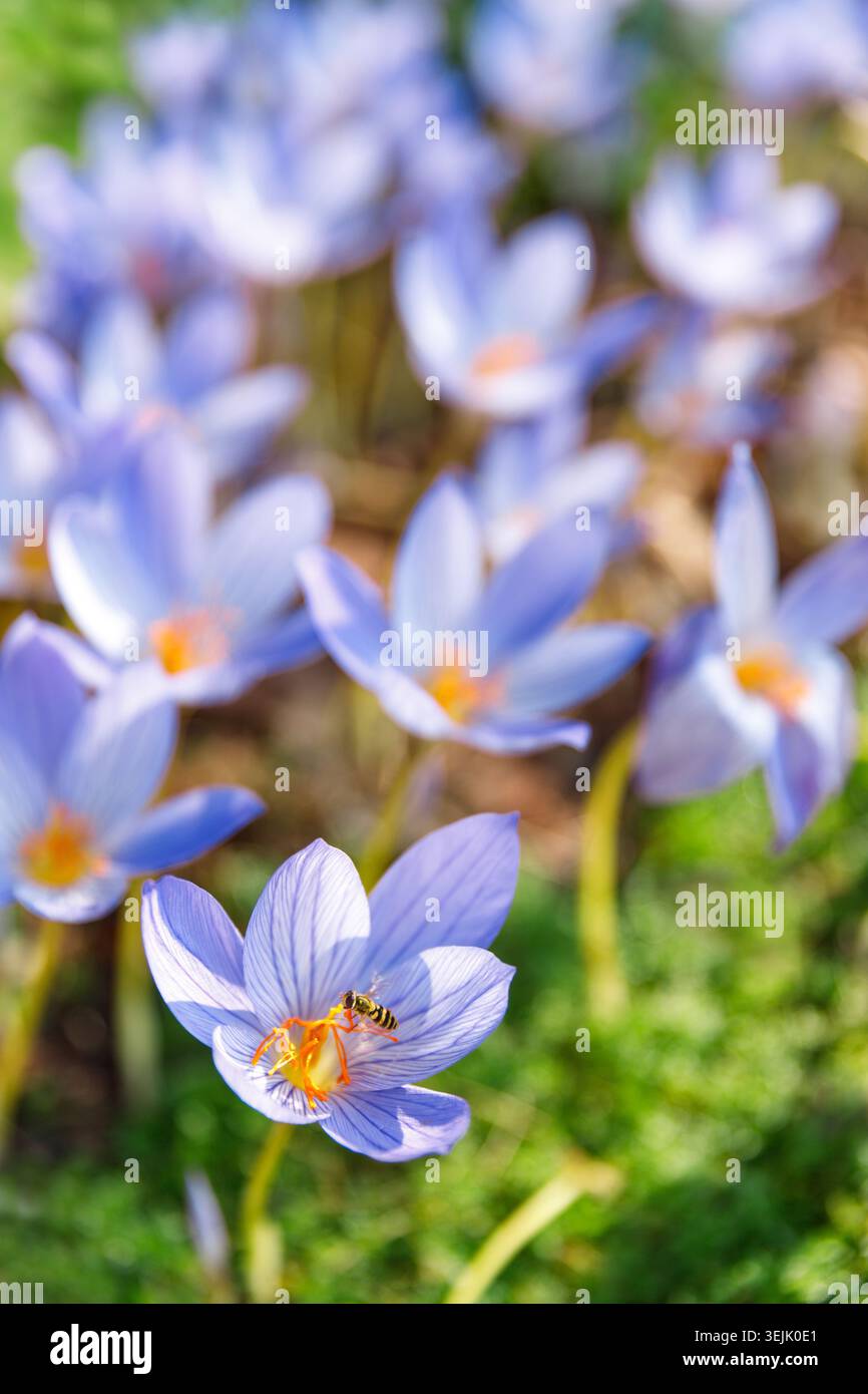 Fleur violette bleu printemps Crocus sur le terrain Banque D'Images
