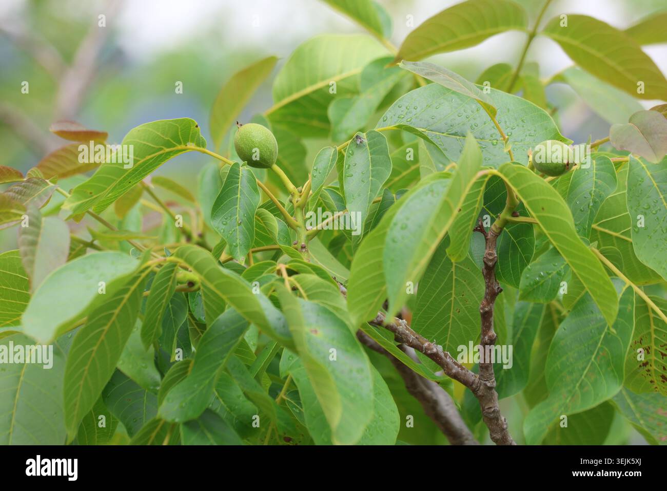 Noix vertes non mûres poussant sur les branches d'un arbre de noyer avec un feuillage luxuriant Banque D'Images
