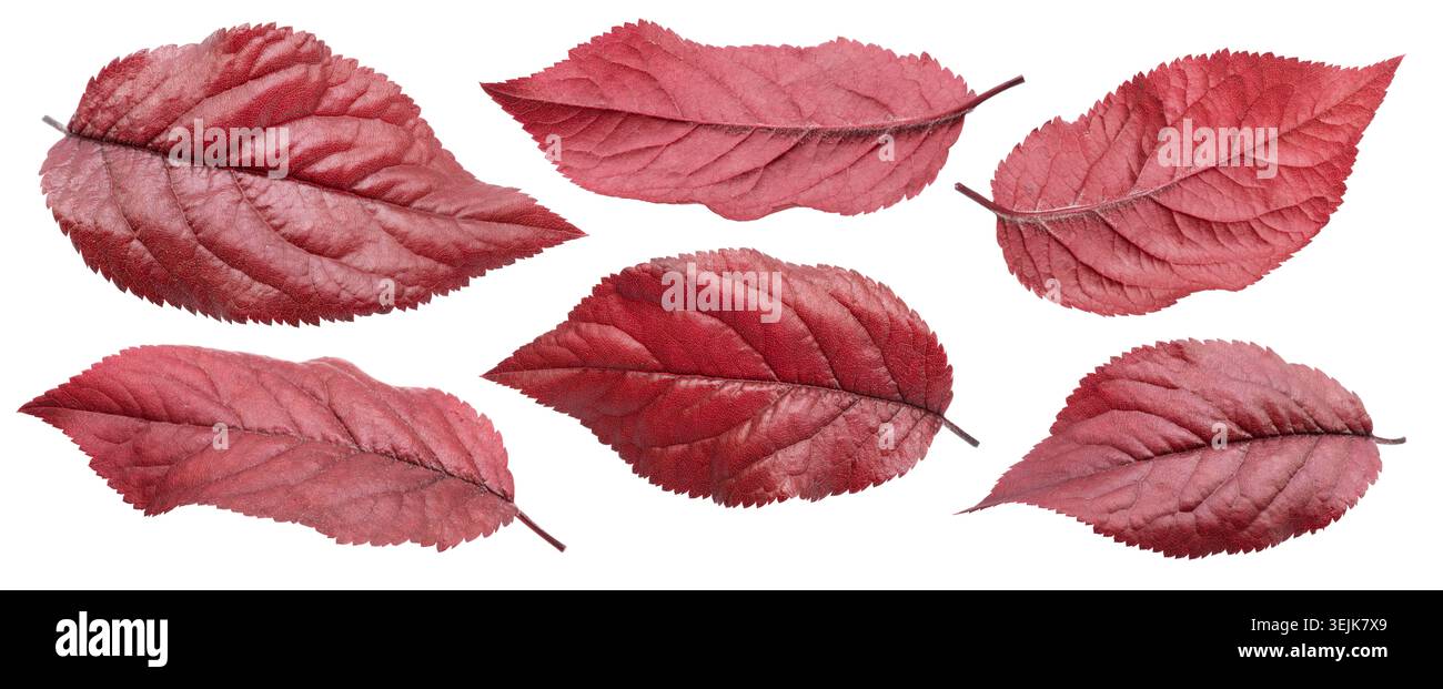 Collection de feuilles de prune rouge et violette (cerise-prune) isolées sur un fond blanc. Masque. Banque D'Images