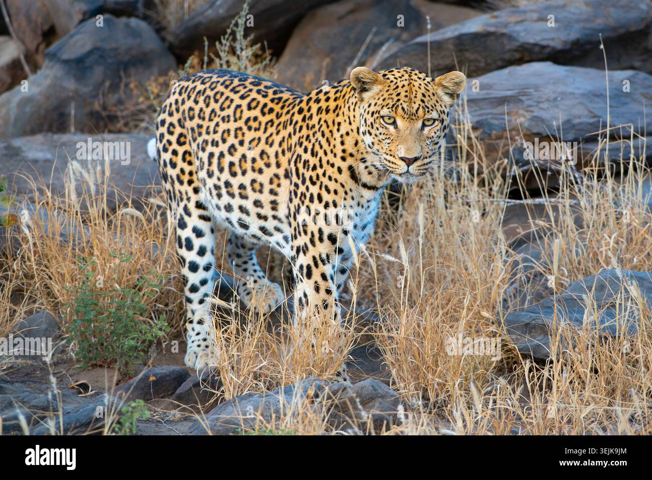 Leopard (Panthera pardus), la Namibie, région Khomas Banque D'Images