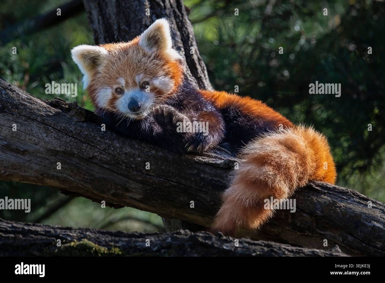 Panda rouge (Ailurus fulgems), petit panda. Ours chat, captif, trouvé en Asie. Banque D'Images