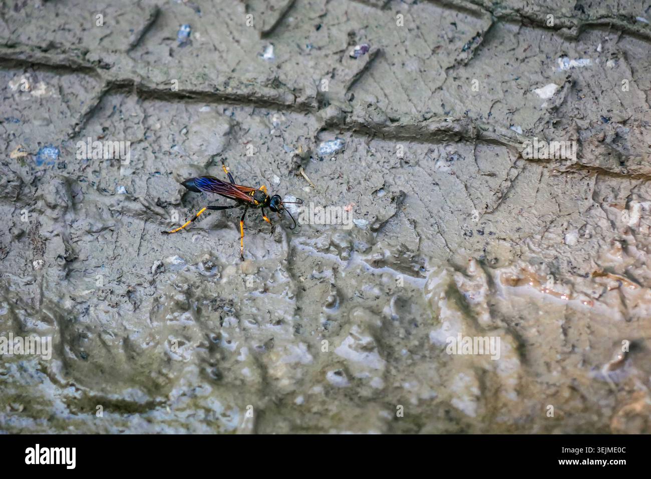 Macro gros plan d'une guêpe avec des ailes irisées debout sur de la boue humide estampillée par une bande de roulement de pneu - contraste frappant de l'empreinte d'insecte et humaine pour l'écologie Banque D'Images