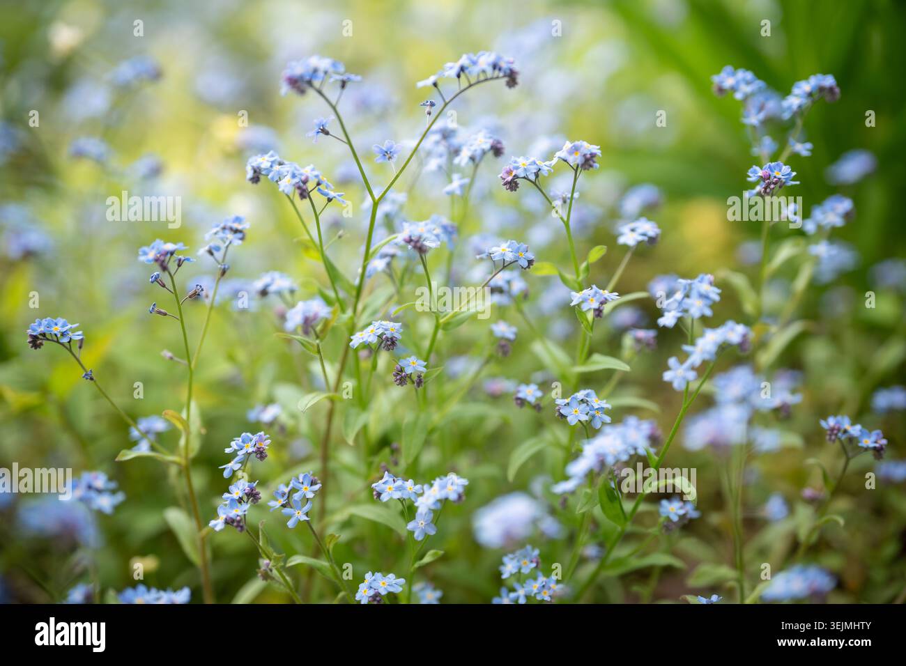 Petites fleurs sauvages décoratives bleu Forget-me-Not fleurissant en plein air dans le jardin de printemps par jour ensoleillé. Banque D'Images