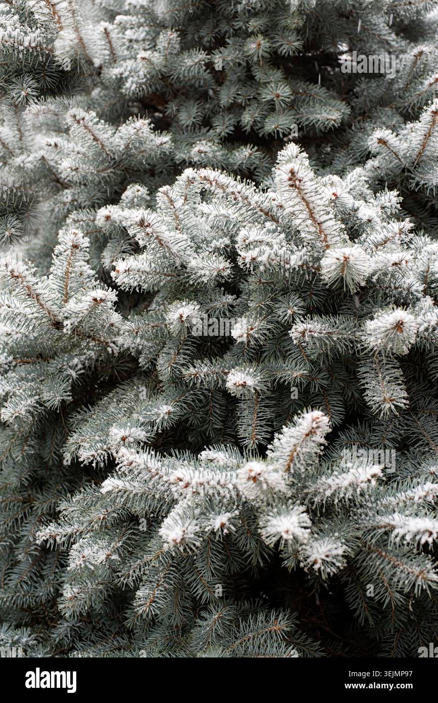 Branches d'épicéa avec la neige qui tombe Banque D'Images