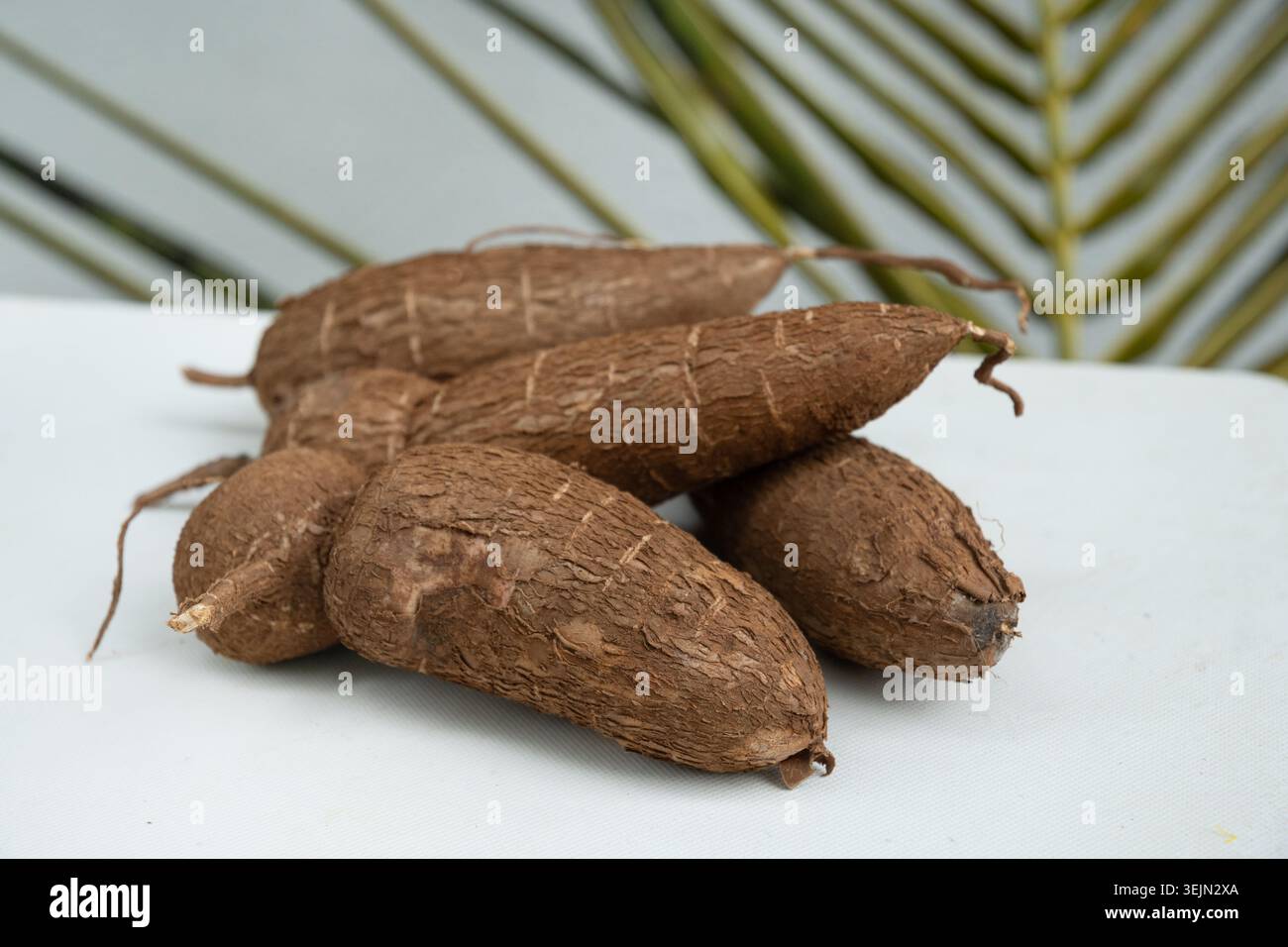 Tubercule de manioc cru biologique sur plateau en osier et feuilles de palmier. Banque D'Images