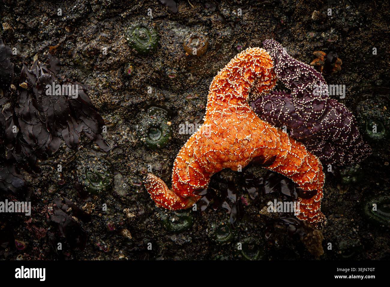 Étoiles de mer ocre orange et violet avec anémones vertes, zone intertidale rocheuse, plage de Ruby, parc national olympique Banque D'Images