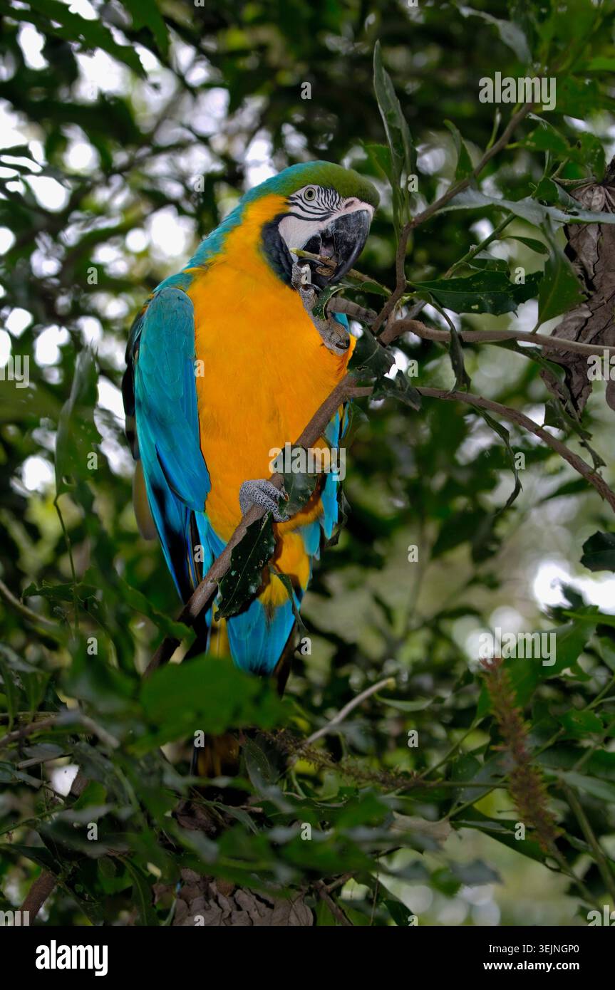 Aras bleu et jaune (Ara ararauna) Pantanal, Brésil Banque D'Images