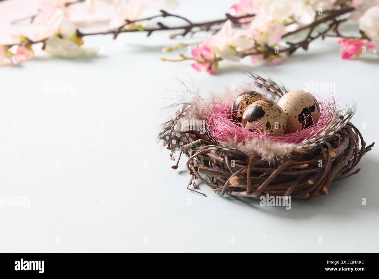Oeufs de pâques de caille dans le nid et fleurs blomming de printemps sur bleu. Banque D'Images