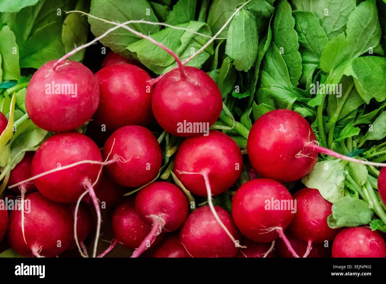 Radis dans un magasin de légumes, marché Olivar, Palma, Majorque, Îles Baléares, Espagne Banque D'Images