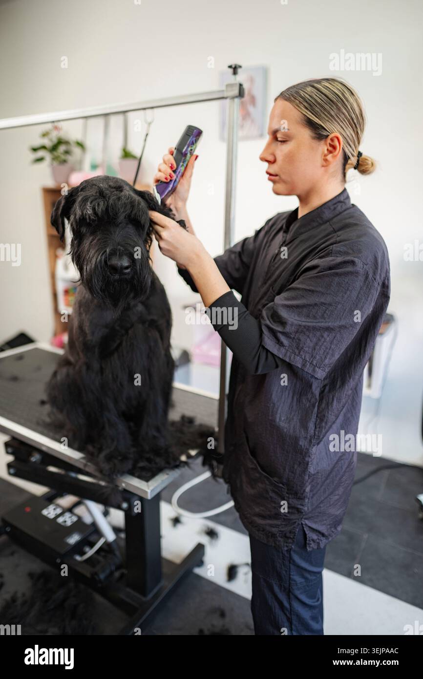 Tondeuse professionnelle taillant les poils de chien schnauzer géant Banque D'Images