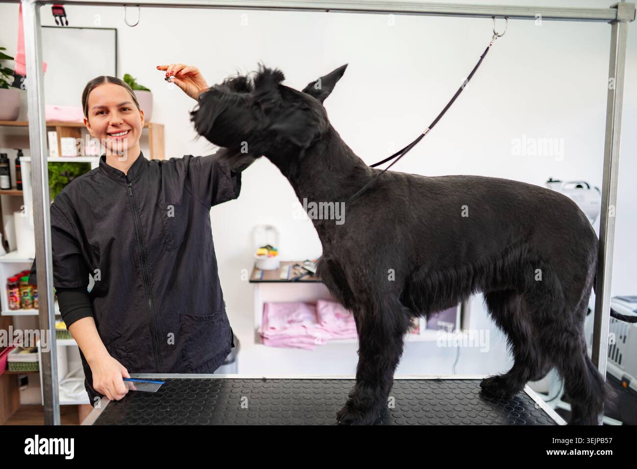 Toiletteur de chien professionnel souriant tout en toilettant Giant Schnauzer Banque D'Images