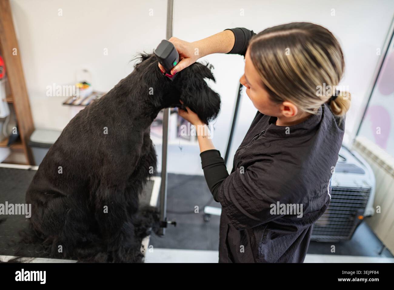 Toiletteur professionnel taillant la fourrure de chien schnauzer au salon pour animaux Banque D'Images