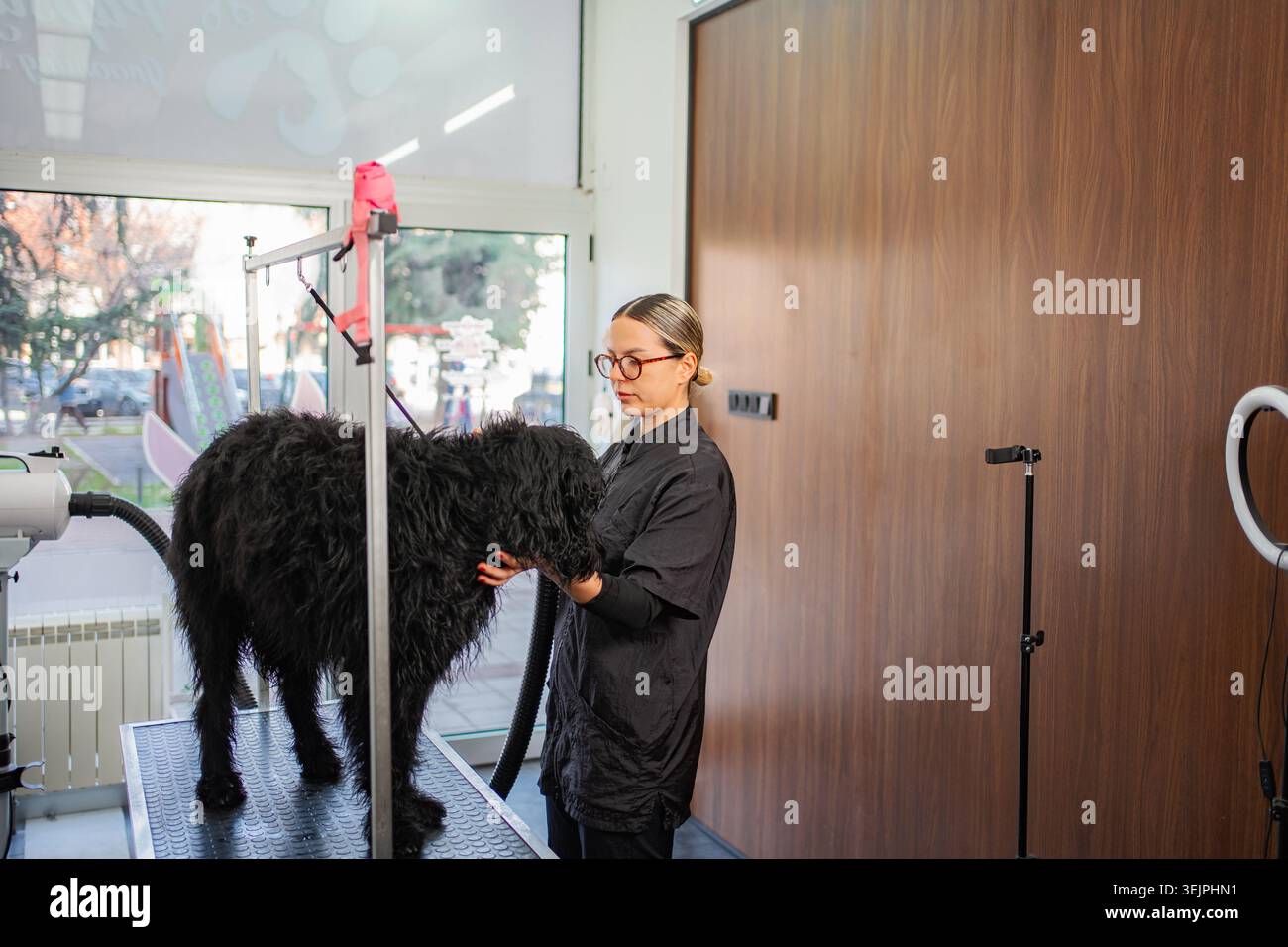 Toiletteur professionnel séchant un chien noir au salon Banque D'Images