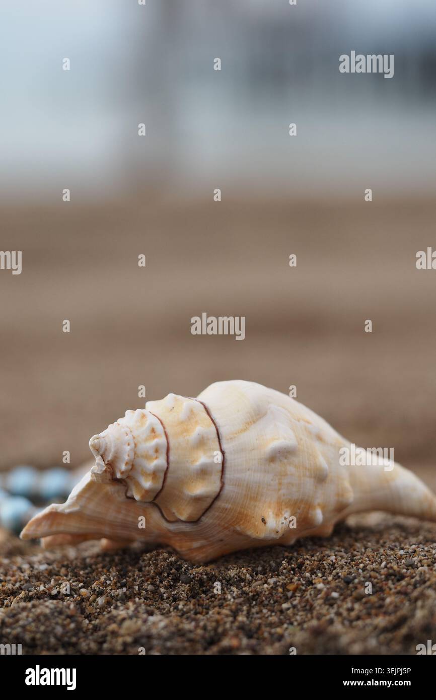 Coquille sur la plage de sable avec des galets bleus à proximité Banque D'Images