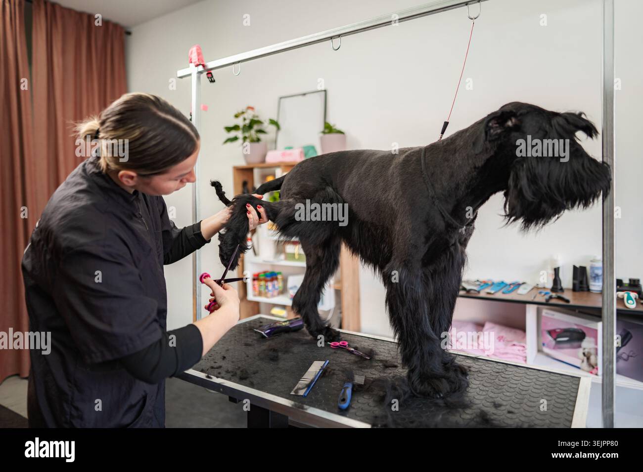 Toiletteur taillant le chien schnauzer géant au salon pour animaux Banque D'Images