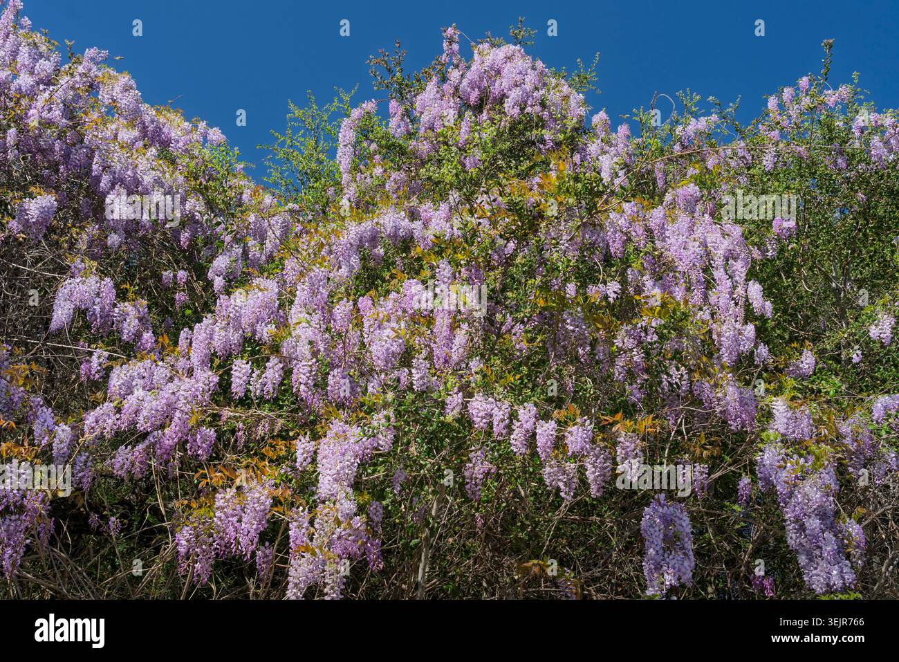 La wisteria américaine fleurit près de Temecula, Californie, États-Unis. Banque D'Images