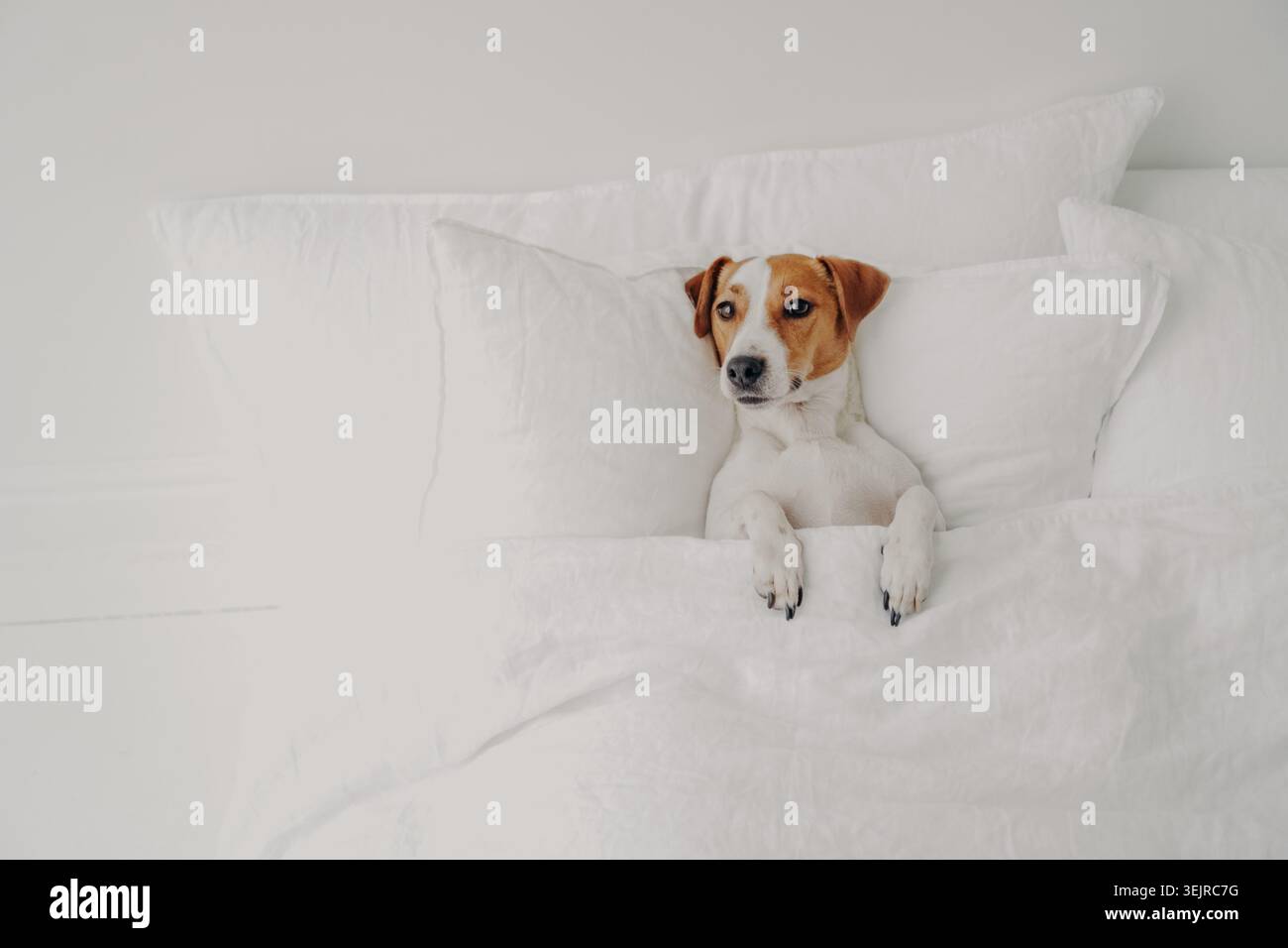 Joli petit chien couché dans un lit blanc sous une couverture avec des oreillers moelleux dans une chambre confortable et lumineuse Banque D'Images