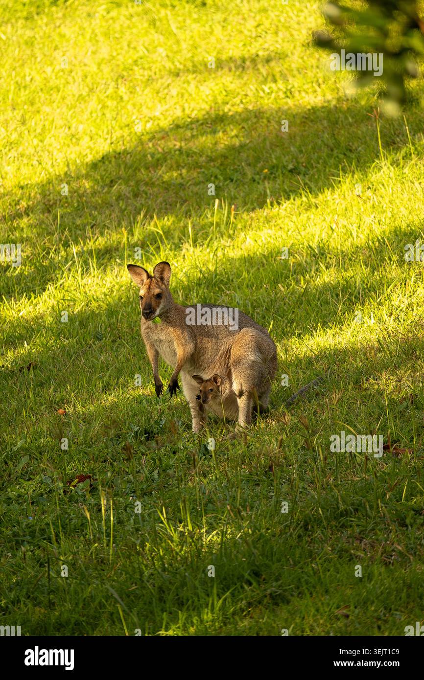 Wallaby sauvage femelle à cou rouge (Macropus rufogriseus), avec son petit joey (bébé) dans sa poche - Queensland Australie. Se tenait dans un champ herbeux. Banque D'Images