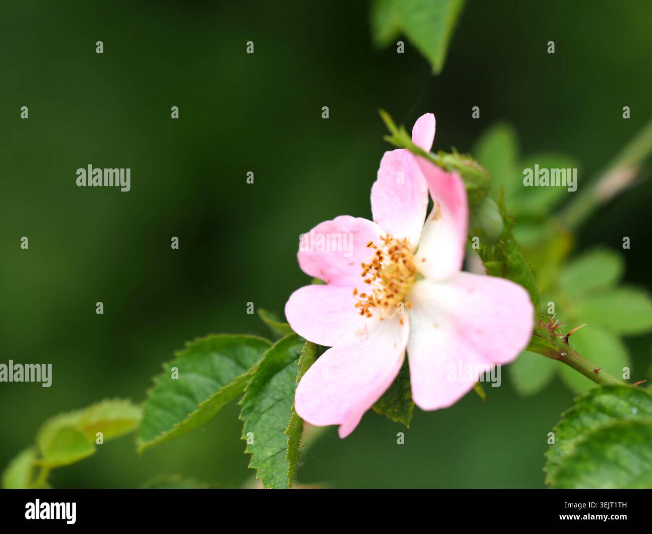 Rose de chien rosa canina, Buckinghamshire, Royaume-Uni Banque D'Images