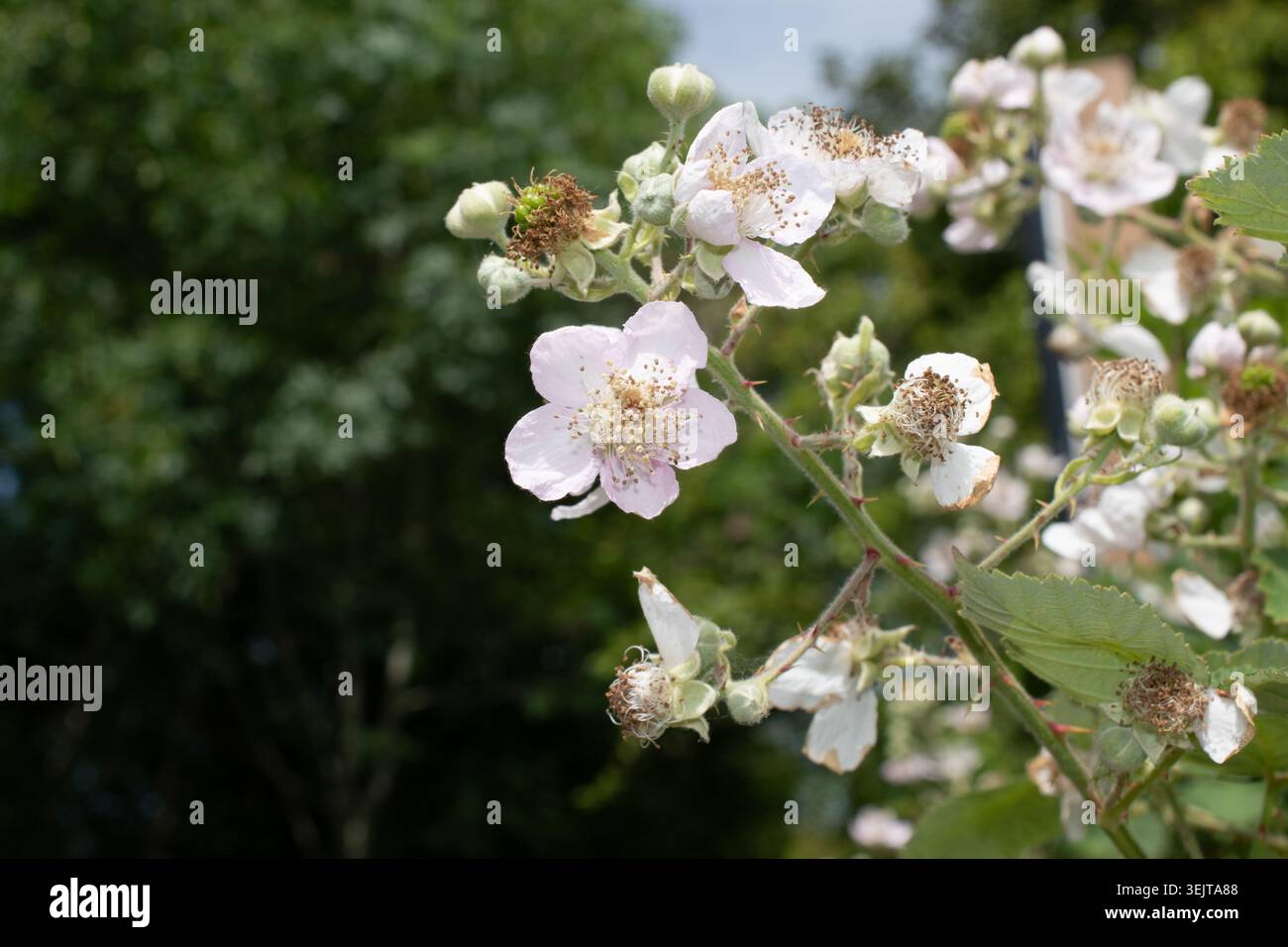 Mûre ronce en fleur Banque D'Images