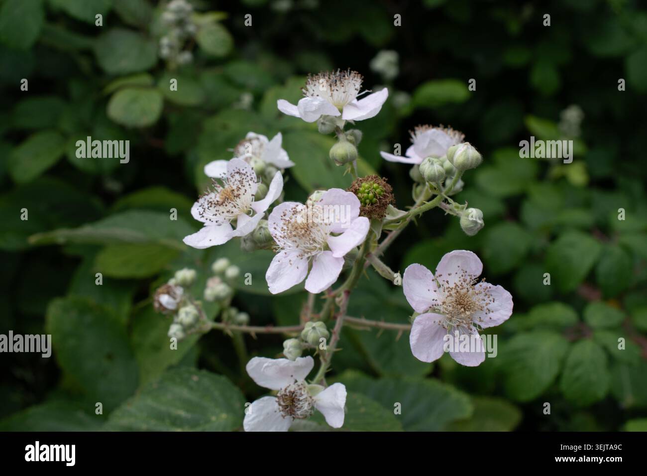 Mûre ronce en fleur Banque D'Images