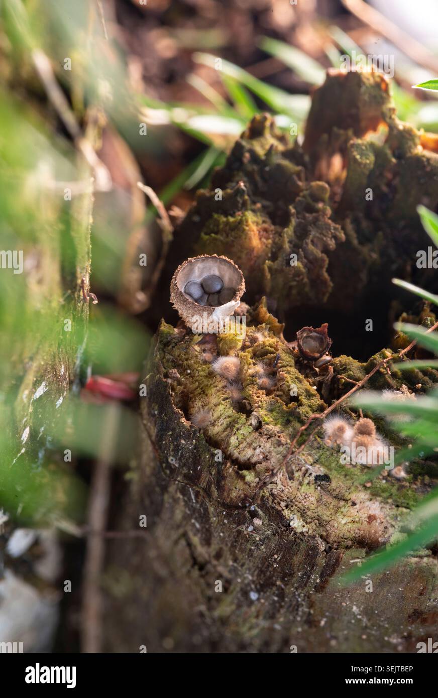 Photographie macro d'un champignon rare du nid d'oiseau (Nidulariaceae) poussant sur une bûche en décomposition moussue, montrant les péridioles semblables à des œufs à l'intérieur de la coupe. Banque D'Images