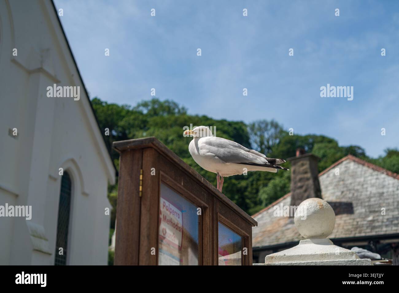 Mouette perchée sur le panneau de l'église à Polperro, Cornwall un jour ensoleillé Banque D'Images