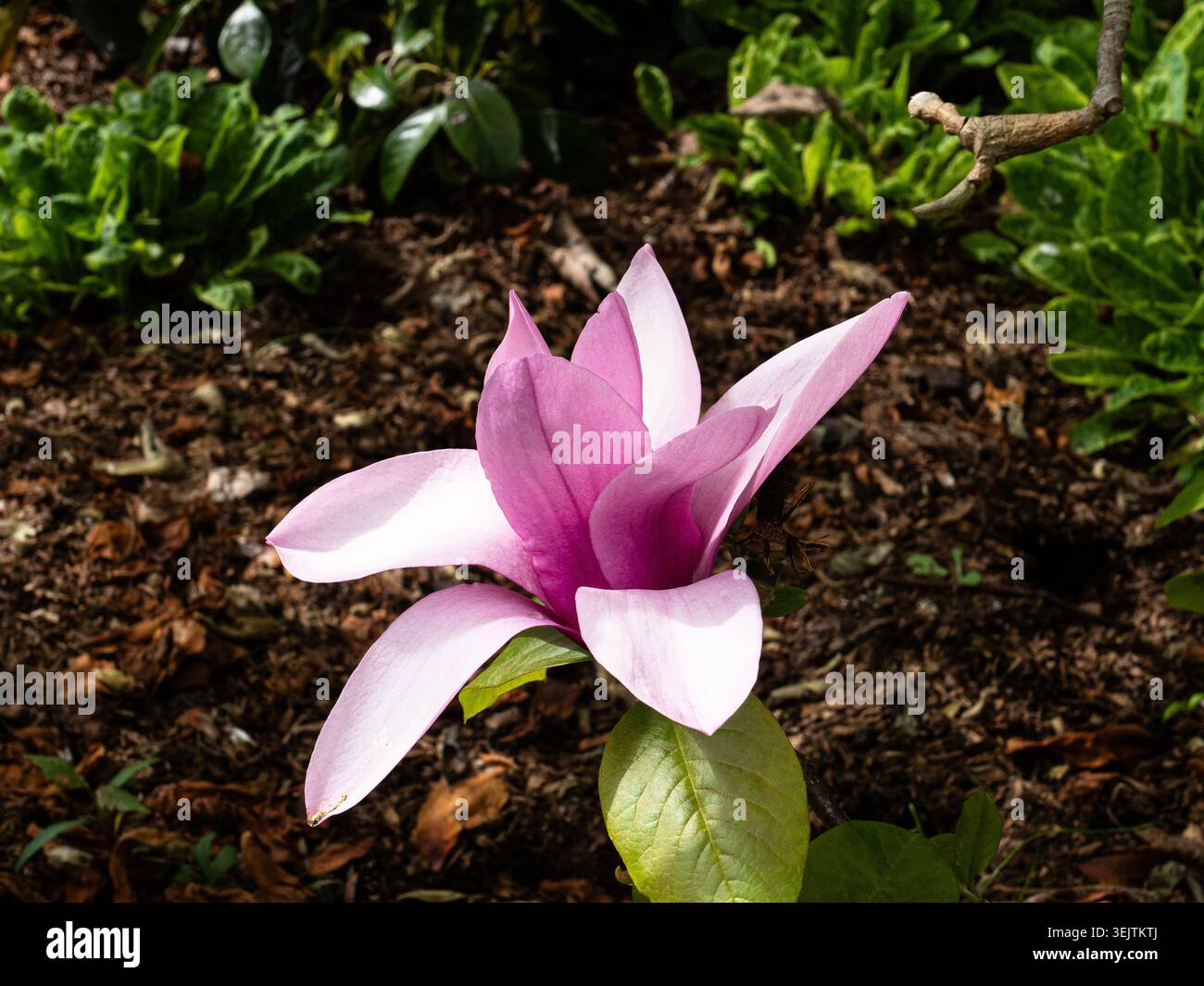 Un gros plan d'une fleur ouverte unique de Magnolia rose foncé 'Apollo' Banque D'Images