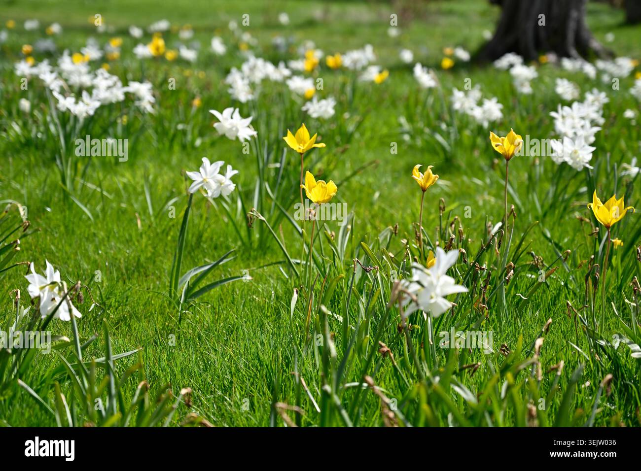 Pré de printemps avec jonquille blanche naturalisée / NarcissusThalia et tulipe jaune sylvestris UK avril Banque D'Images