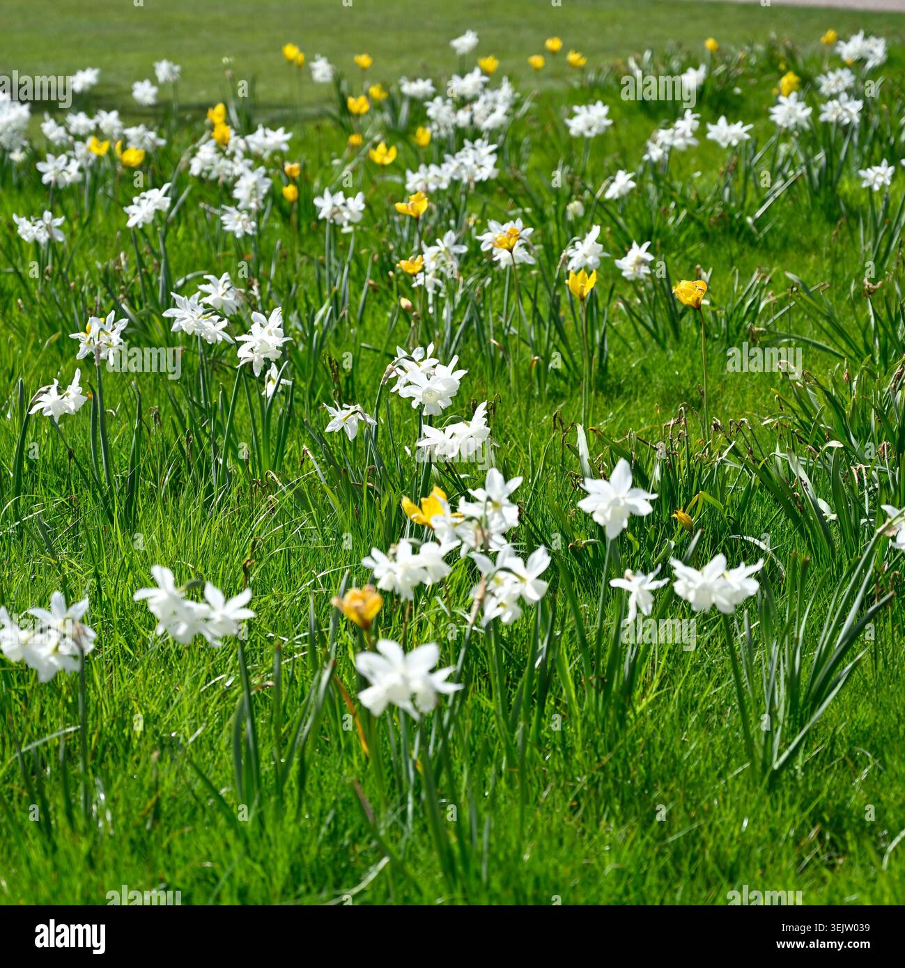Pré de printemps avec jonquille blanche naturalisée / NarcissusThalia et tulipe jaune sylvestris UK avril Banque D'Images