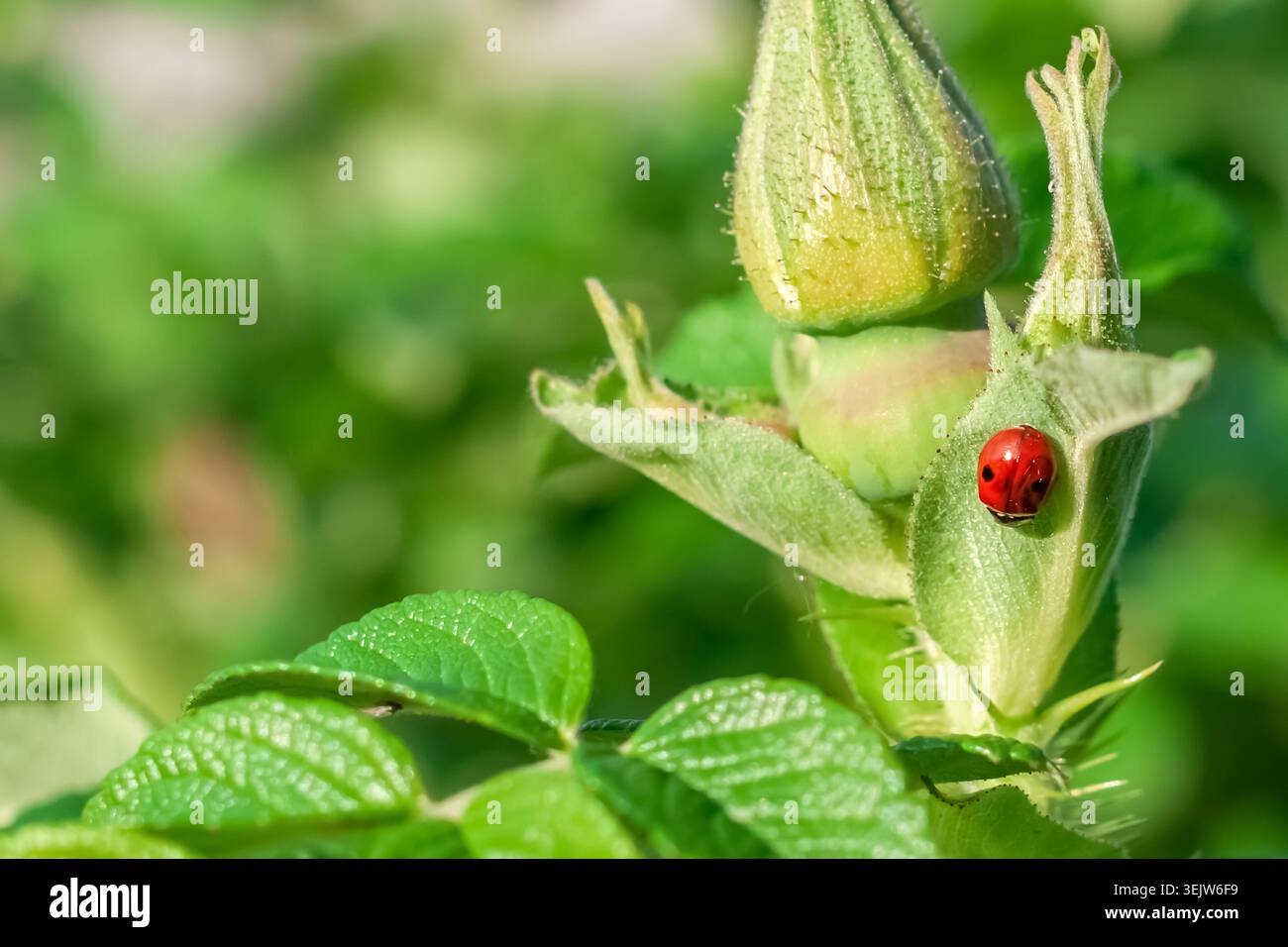 Petite coccinelle rouge sur bouton vert de rose musquée avec un fond flou doux et un espace de copie Banque D'Images