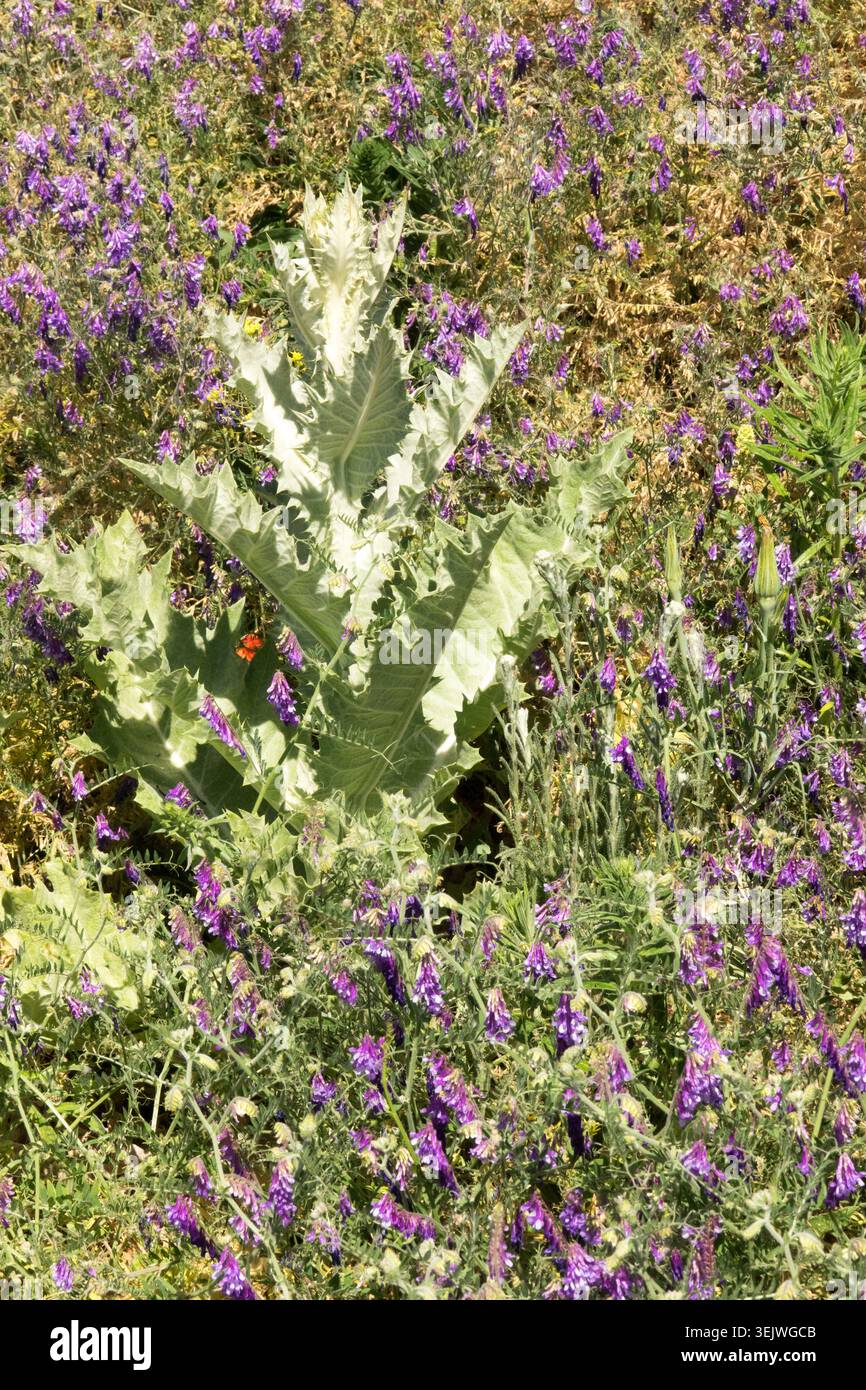 Feuilles argentées de chardon de coton Onopordum acanthium parmi les fleurs violettes de Vetch Vicia cracca touffeté sur une prairie en été Banque D'Images