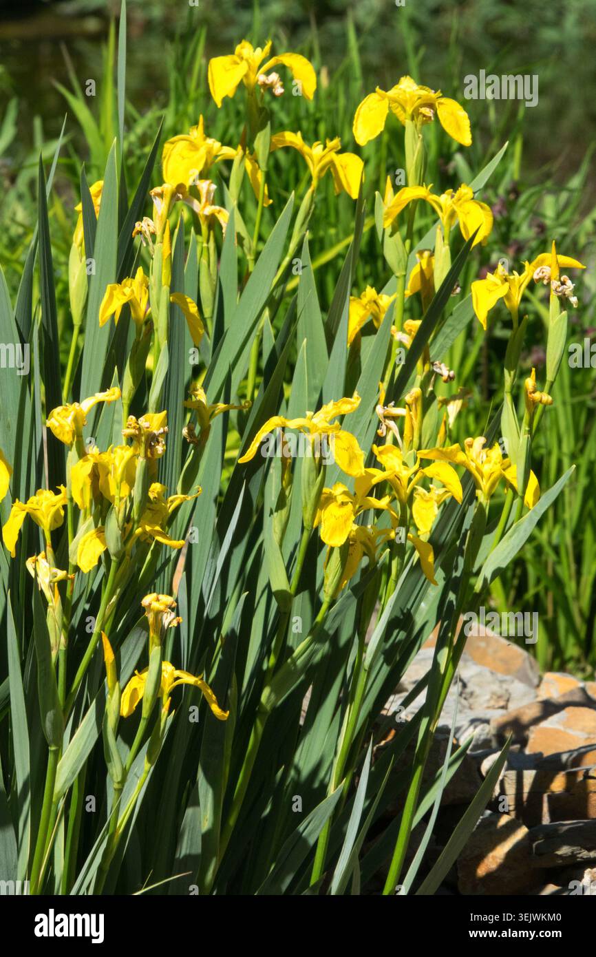 Fleurs jaunes de drapeau jaune Iris pseudacorus Iris sur une banque d'étang rocheux dans un jardin d'été Banque D'Images