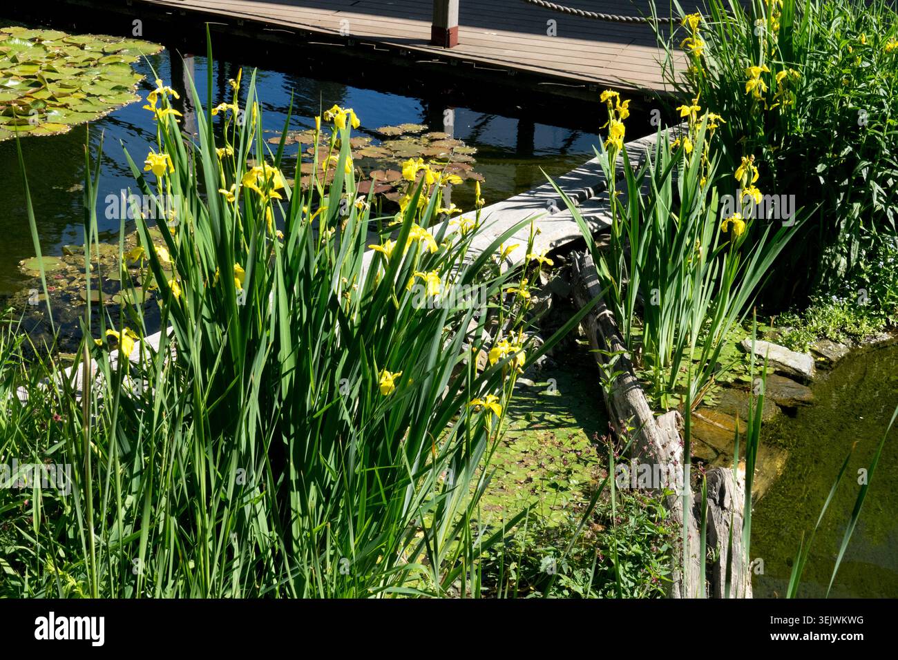Fleurs jaunes de drapeau jaune Iris Iris pseudacorus sur une banque d'étang dans le jardin Banque D'Images