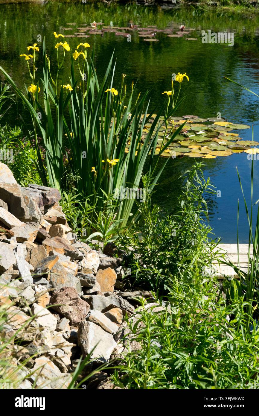 Jardin, étang, rivage en mai Banque D'Images