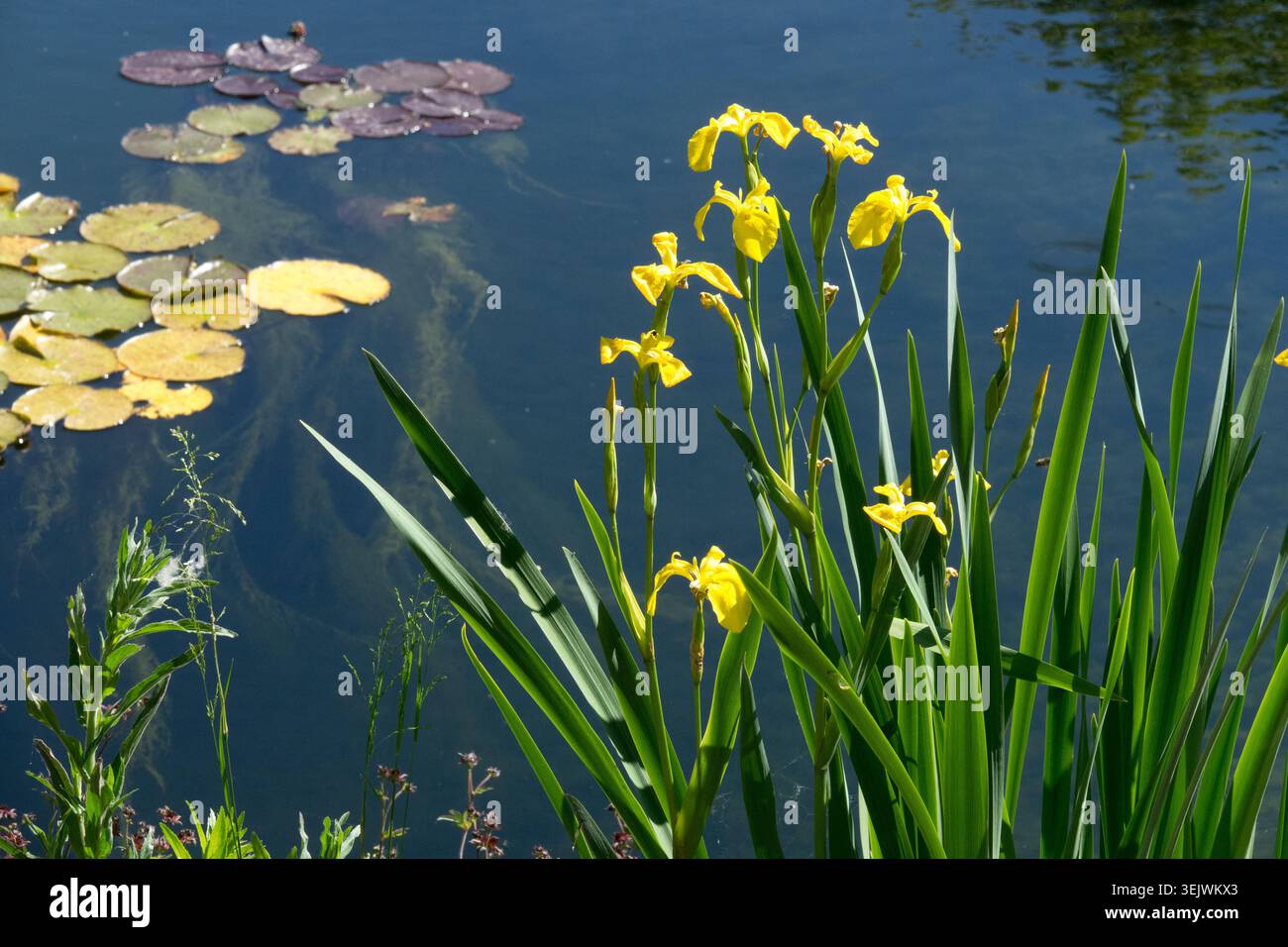 Fleurs jaunes de drapeau jaune Iris Iris pseudacorus sur une banque d'étang avec des nénuphars Banque D'Images