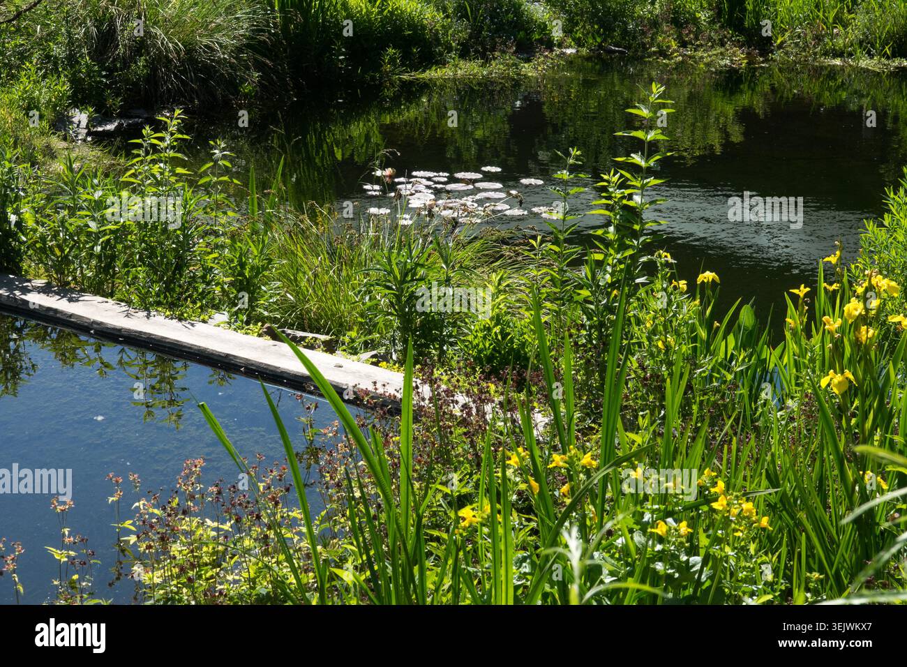 Vue grand angle des fleurs jaunes de drapeau jaune Iris pseudacorus Iris et nymphée d'eau sur un étang dans un jardin d'été Banque D'Images