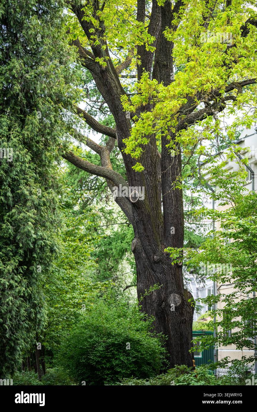 Vieux chêne dans le jardin de printemps poussant de jeunes feuilles fraîches Banque D'Images