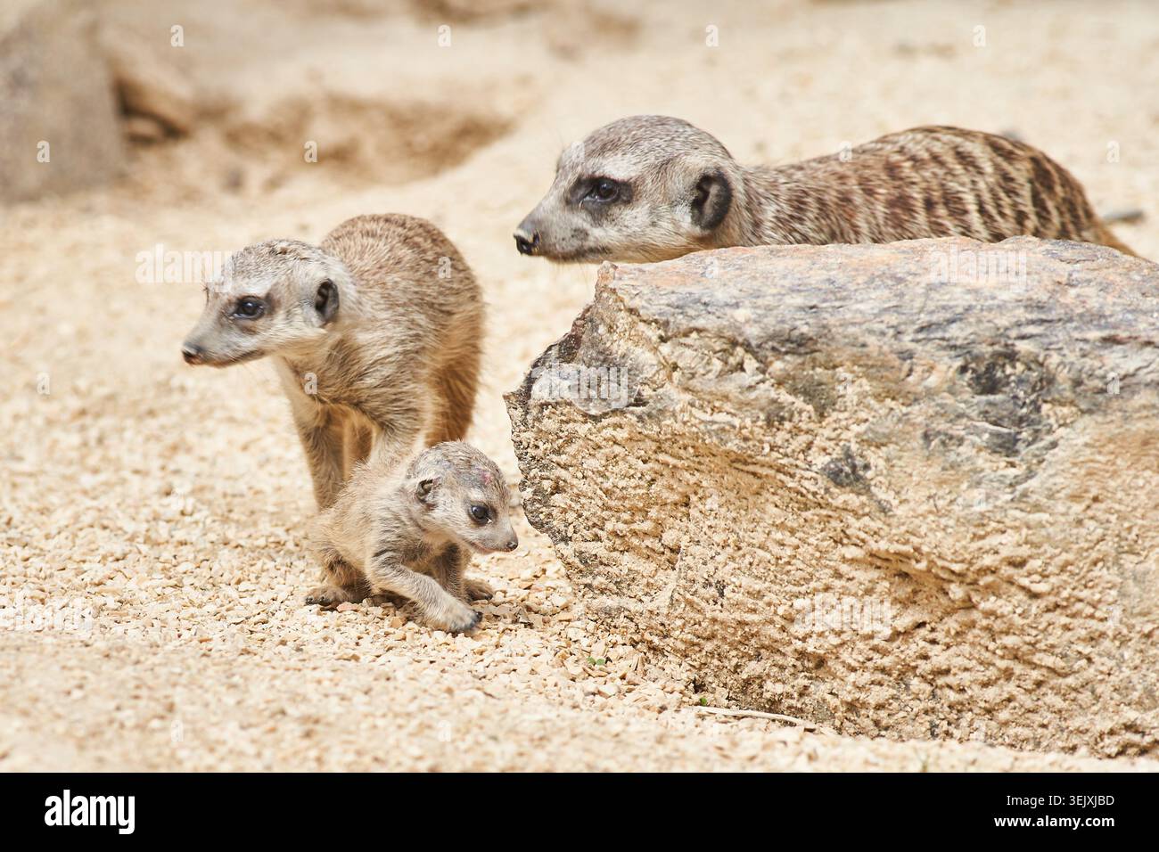 Une famille de suricates, un adulte et deux chiots curieux, explorent un sol sablonneux et restent vigilants à côté d'un rocher. Banque D'Images