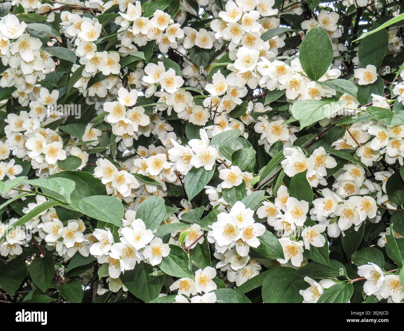 Orange douce (Philadelphus coronarius) Banque D'Images