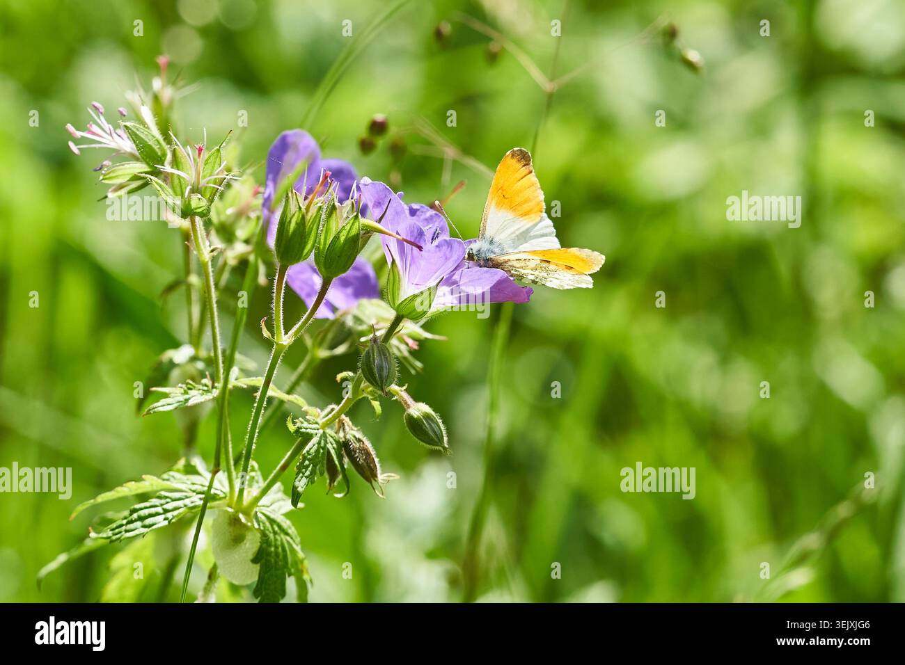 Papillon à pointe orange se nourrissant délicatement d'une fleur sauvage violette, capturé en gros plan dans une prairie ensoleillée. Banque D'Images