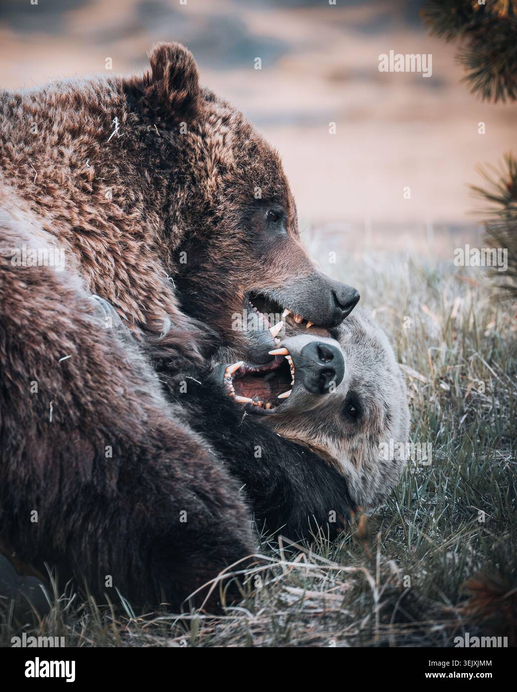 Les grizzlis courtisent pendant la saison de reproduction dans le parc national de Yellowstone, Wyoming. Lumière naturelle, gros plan. Banque D'Images