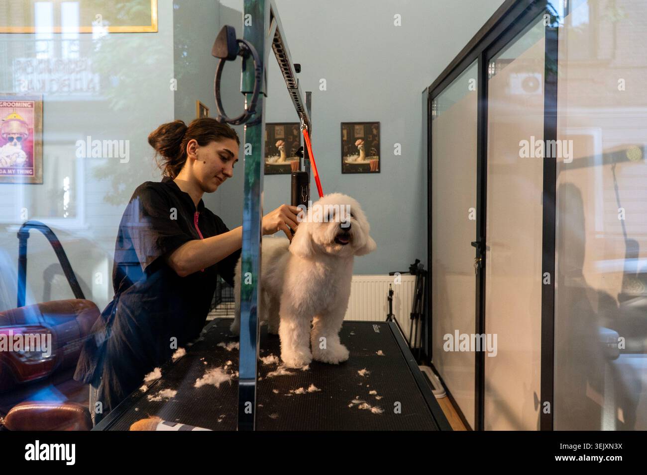 Un toiletteur tond un chien sur une table de toilettage dans un salon près de Dezerter Bazaar de Tbilissi, Géorgie. Banque D'Images