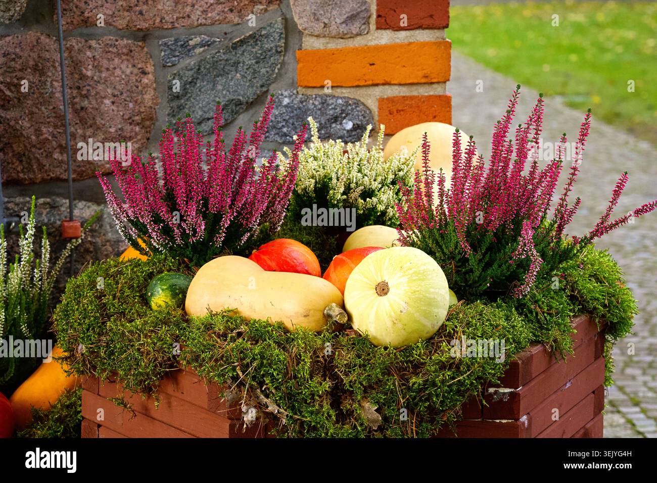 Un arrangement d'automne de citrouilles et de bruyère se trouve dans une boîte en bois remplie de mousse et d'autres verdure. Photo horizontale Banque D'Images