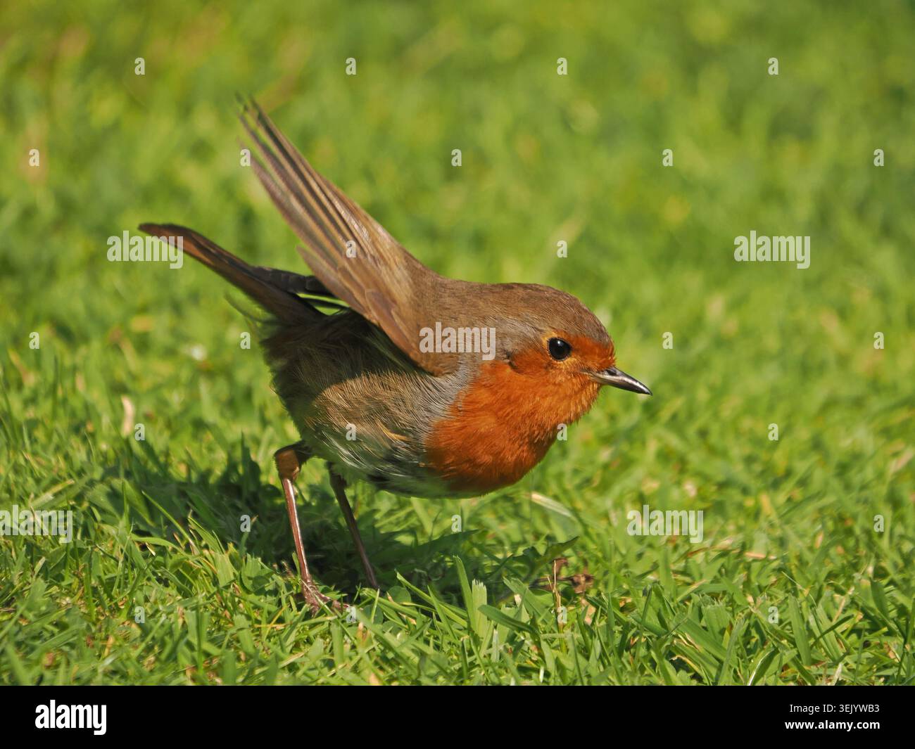 L'oiseau préféré du Royaume-Uni, le Robin européen (Erithacus rubecula), battant ses ailes alors qu'il se nourrit d'herbe dans le Cumbria, en Angleterre, au Royaume-Uni Banque D'Images