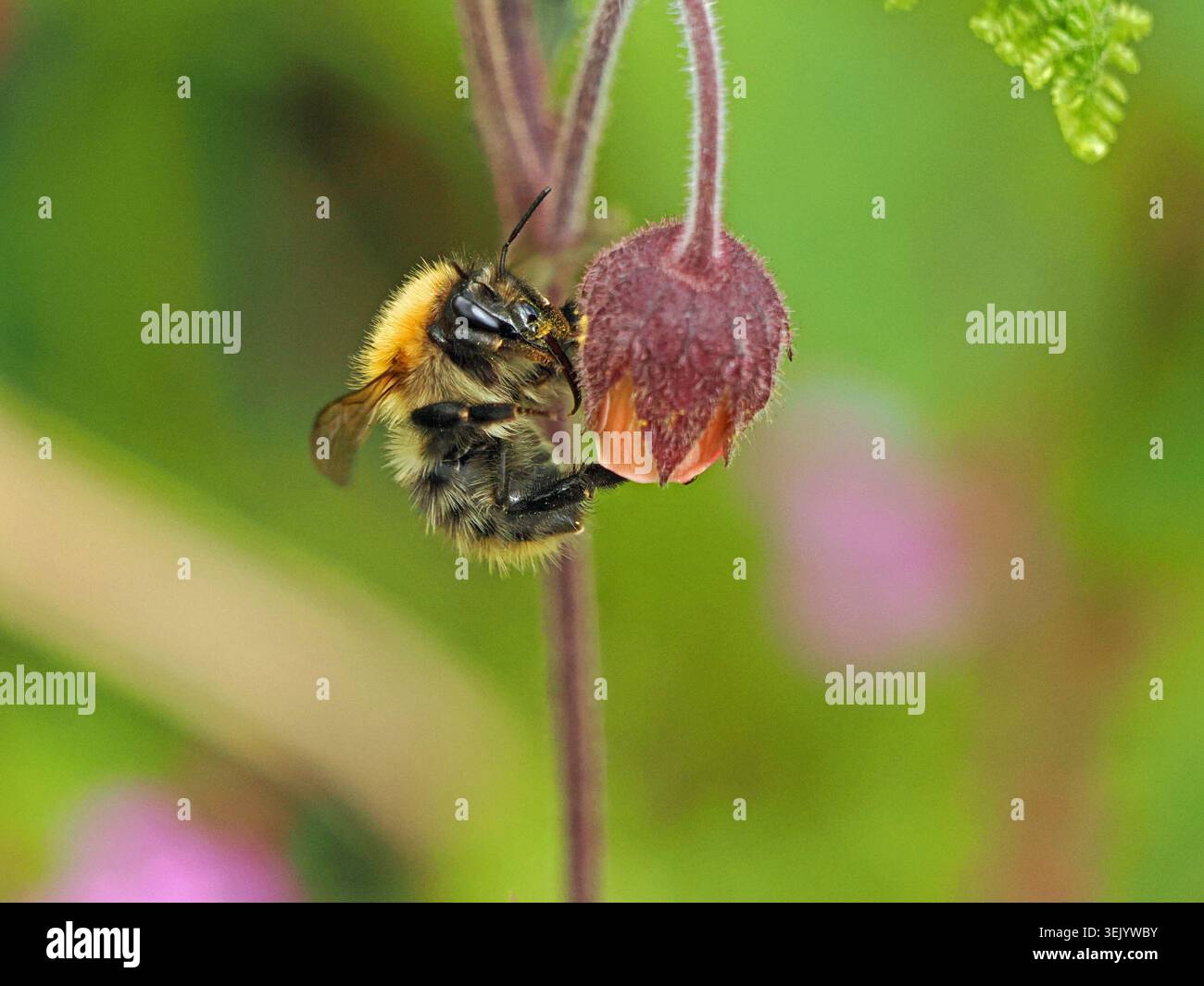 Abeille coucou ou bourdon (Bombus pascuorum) se nourrissant d'une fleur jaunâtre rose penchée de l'avoine d'eau (Geum rivale) dans le Cumbria, Angleterre, Royaume-Uni Banque D'Images