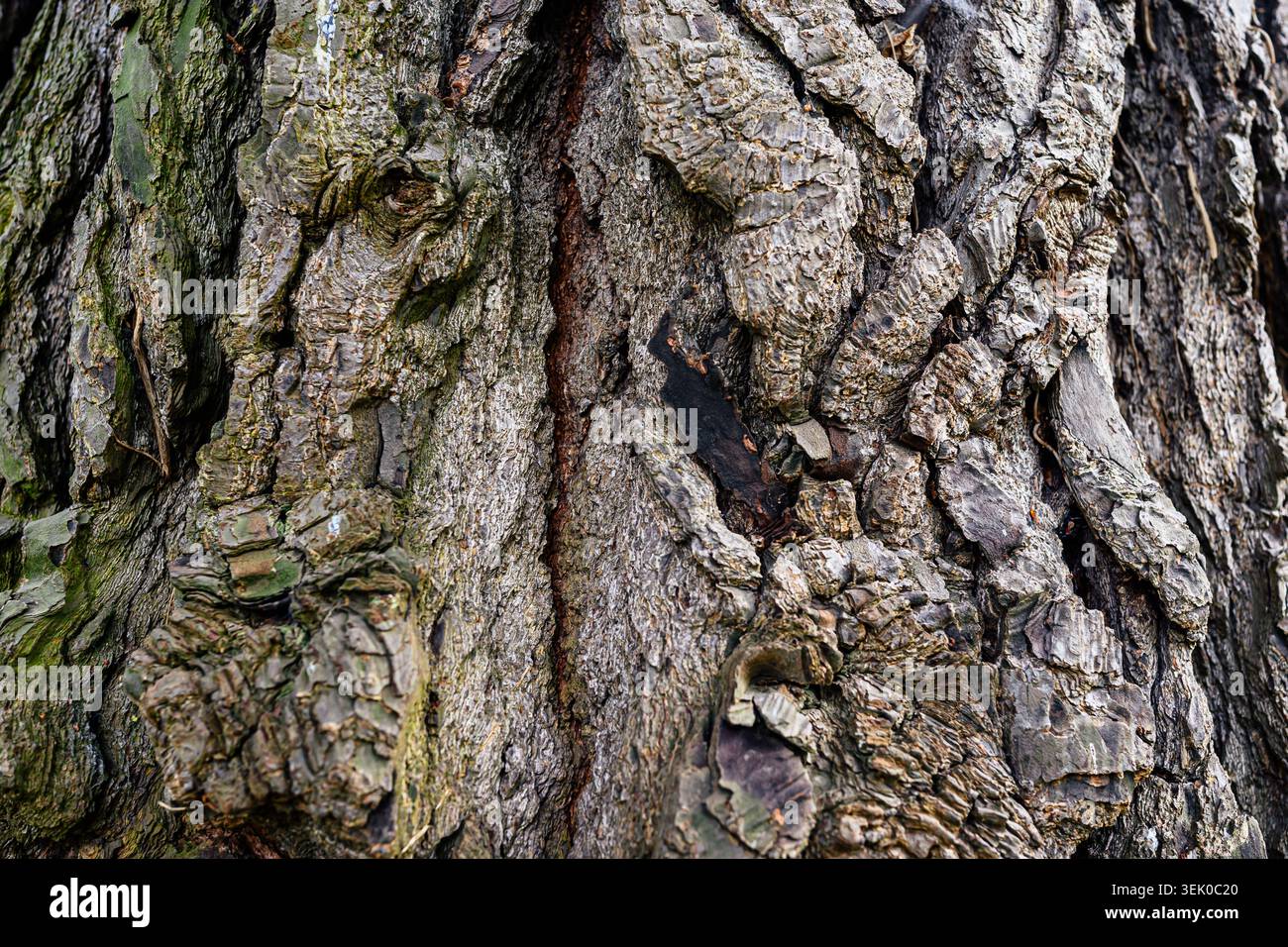 Pinus muricata (pin épiscopal) vue rapprochée de l'écorce de l'arbre - pays de Galles, Royaume-Uni Banque D'Images