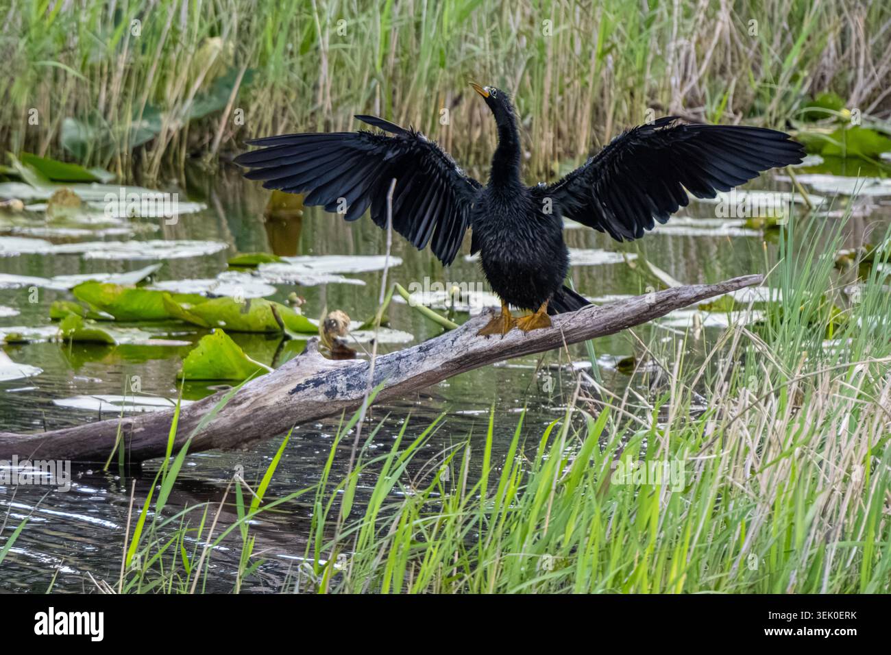 Un anhinga ensoleillé déploie ses ailes le long de la rive du lac Minneola à Clermont, en Floride. Banque D'Images