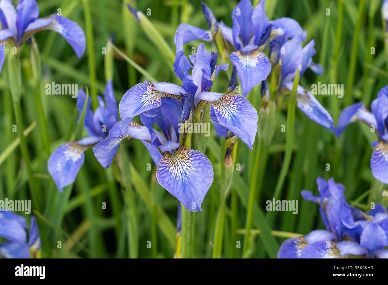 Fleurs d'iris sibérien (Iris Sibirica) dans les jardins perdus de Heligan, Cornouailles, Royaume-Uni. Ici un cultivar nommé Perry's Blue ou Sibérien Flag Banque D'Images