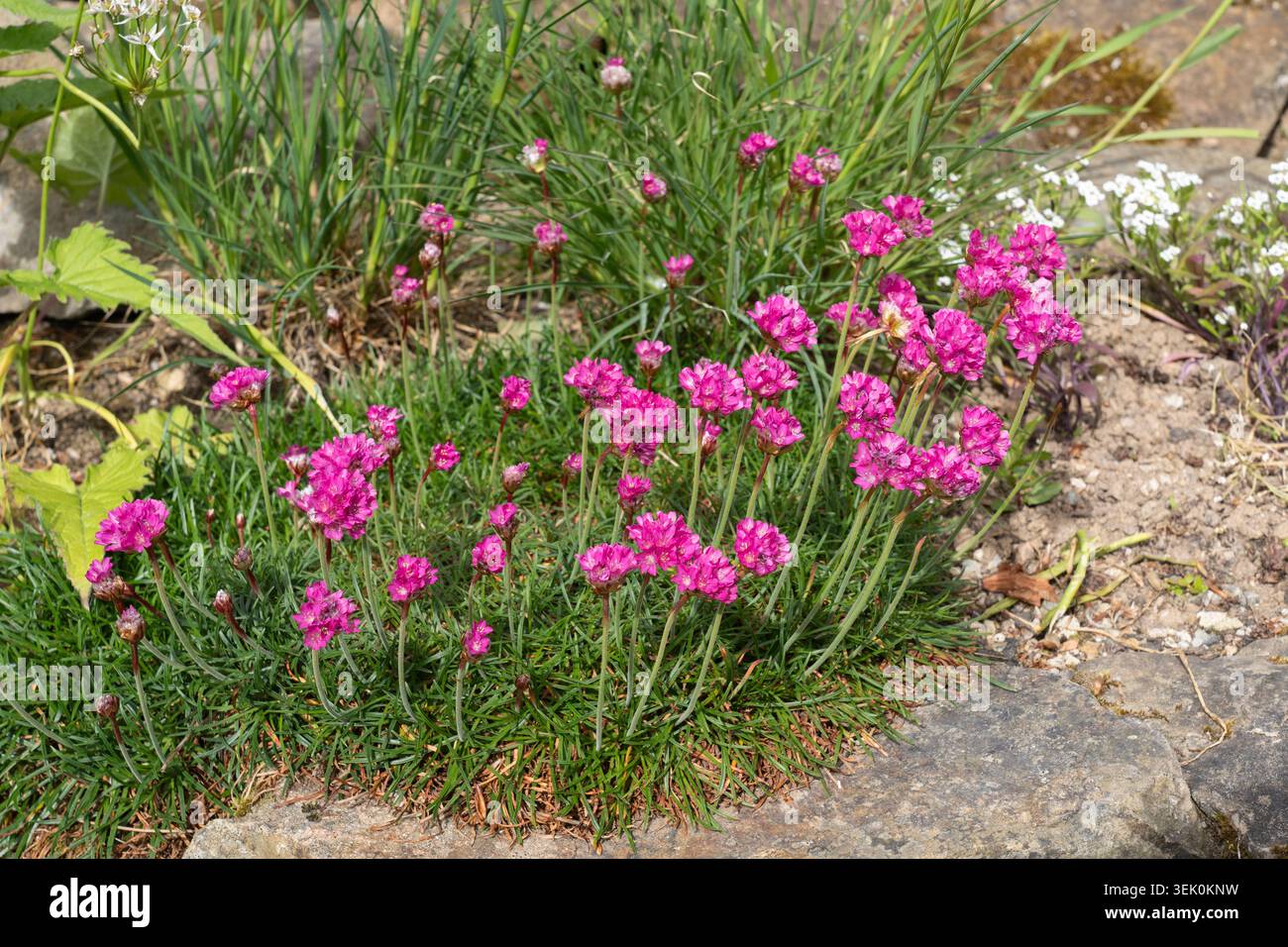Armeria maritima (l'épargne, l'épargne de mer ou rose de mer) avec des fleurs roses poussant dans un jardin de rocaille dans les jardins perdus de Heligan, Cornouailles, Royaume-Uni Banque D'Images
